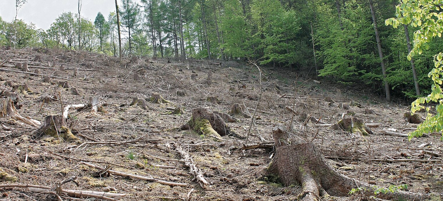 WeberHaus übergibt Spende für Waldaufforstung 