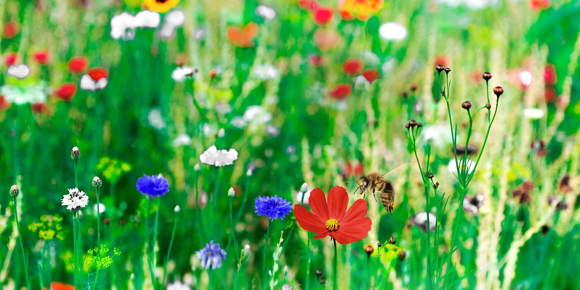 Blumenwiese mit Blüten und einer Biene