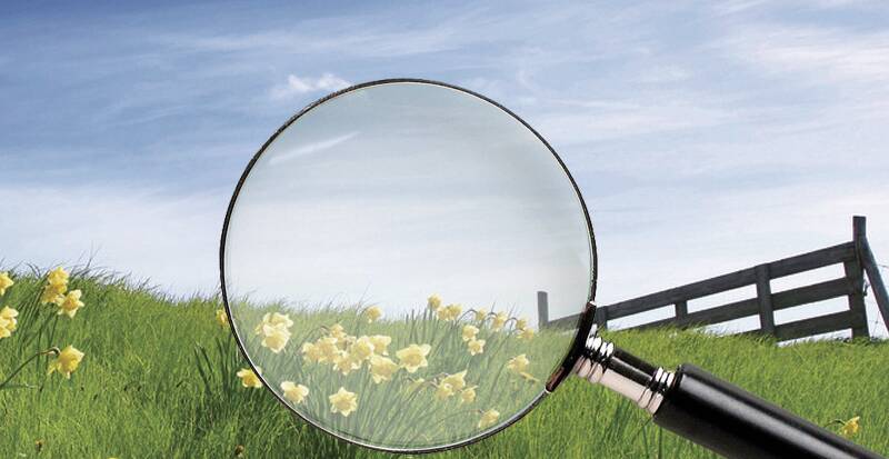 Grundstückssuche Lupe findet Blumen auf einer Wiese