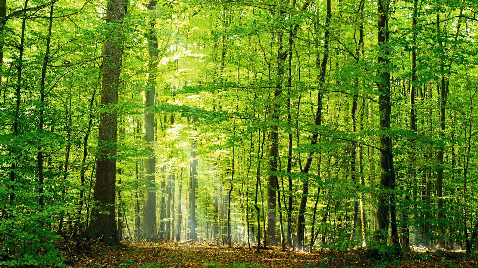 Wald in Deutschland