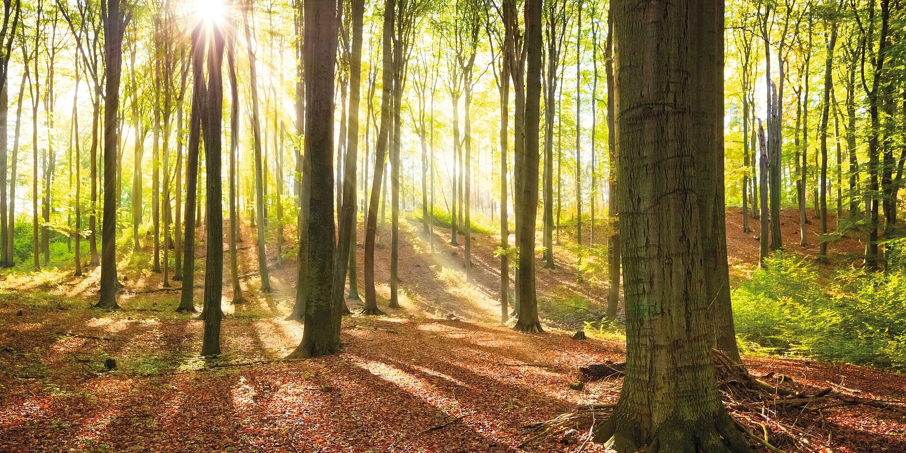 Wald im Herbst mit Blättern am Boden und Sonnenstrahlen