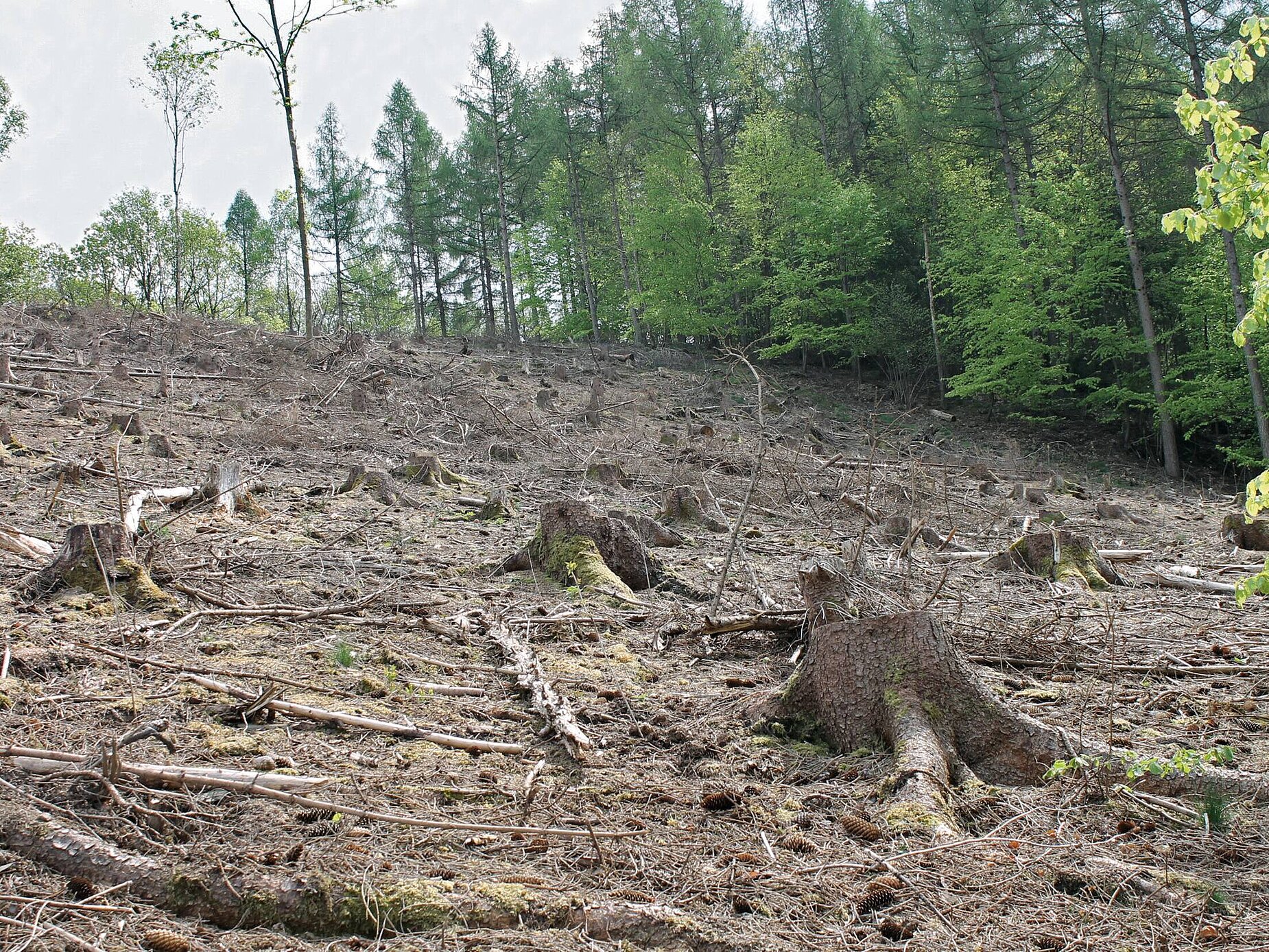 WeberHaus übergibt Spende für Waldaufforstung 