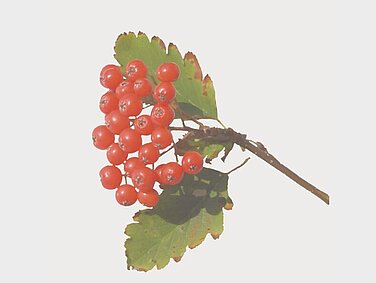 Schwedische Mehlbeere (Sorbus intermedia)