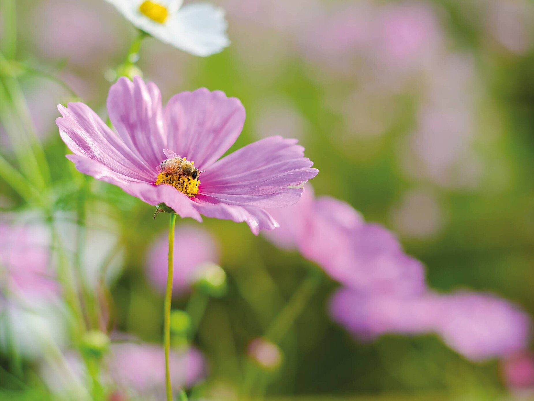 Biene auf einer Blume