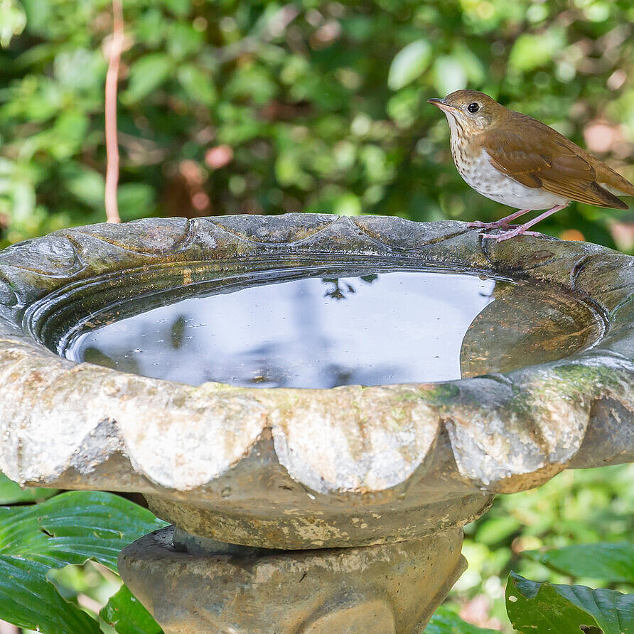 Vogel an der Vogeltränke im Garten