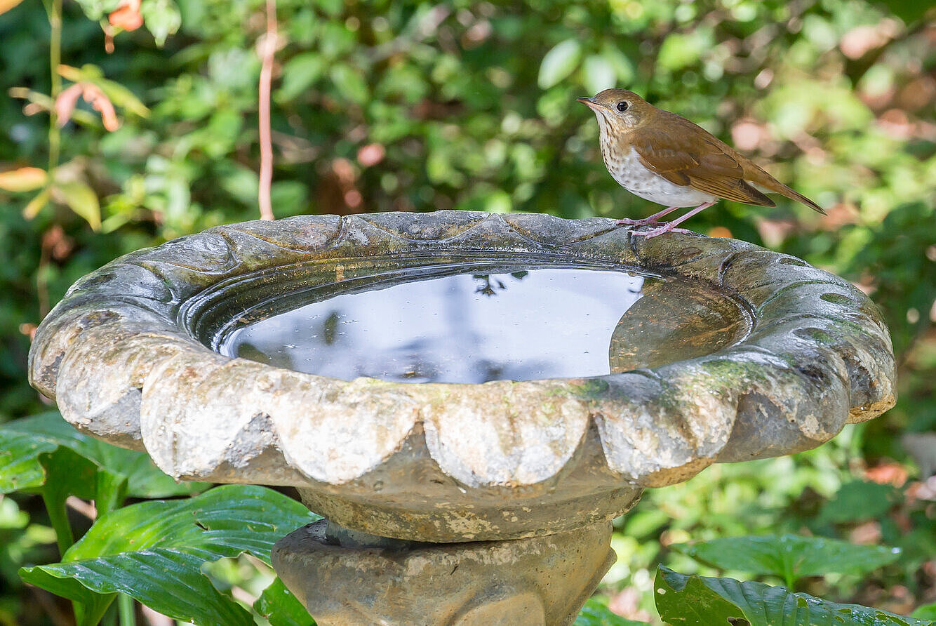 Vogel an der Vogeltränke im Garten