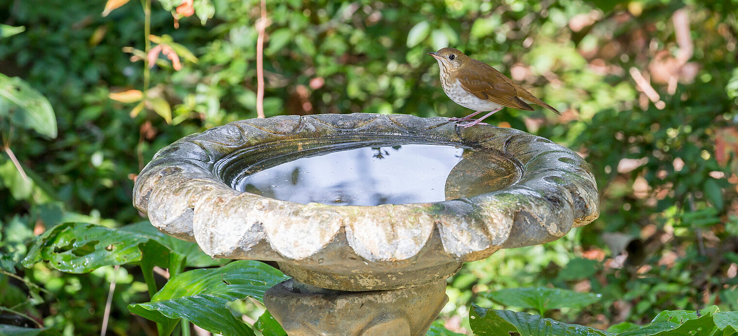 Vogel an der Vogeltränke im Garten