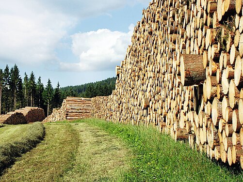 Holzstapel auf einer Wiese