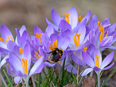 Frühblüher wie Tulpen, Krokusse 