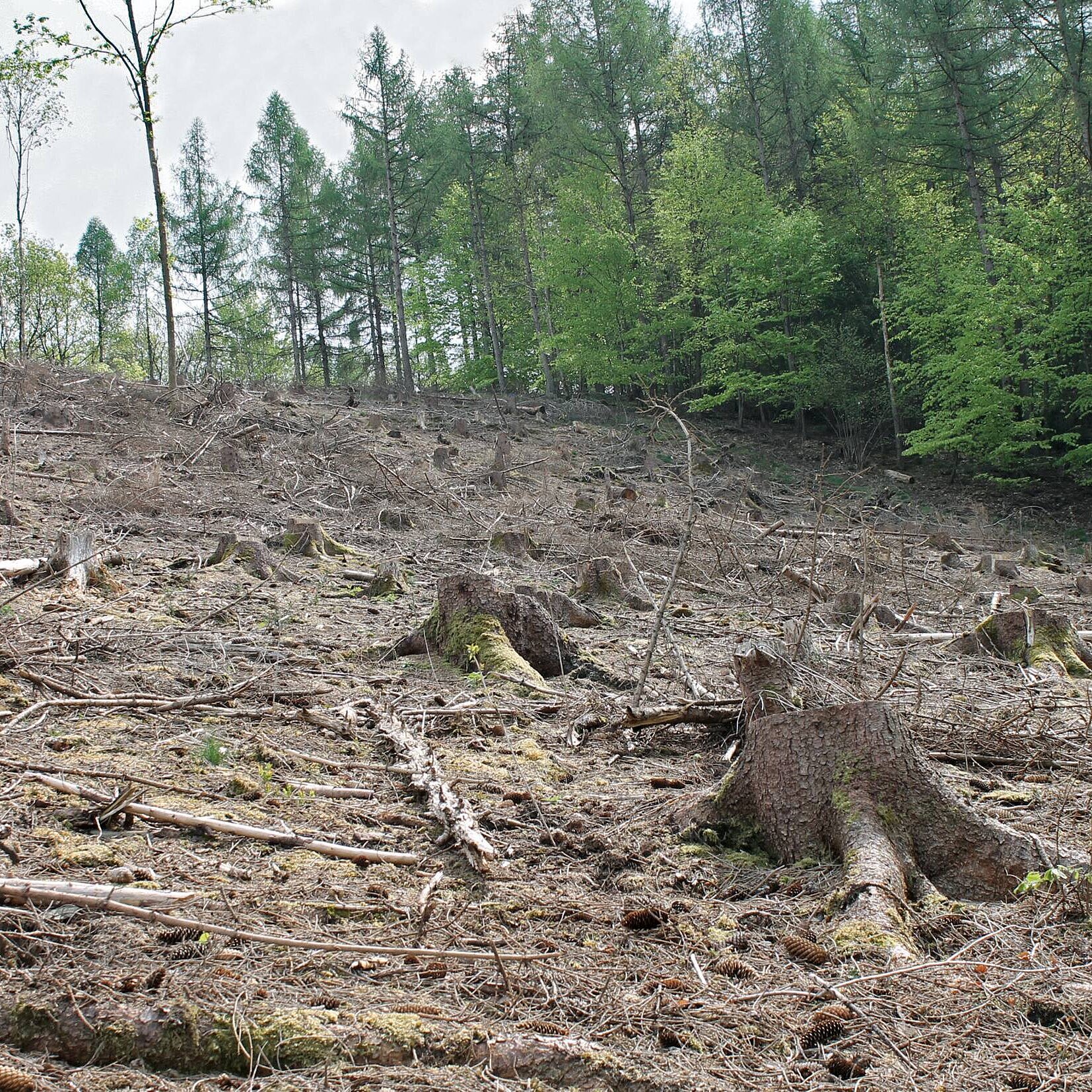 WeberHaus übergibt Spende für Waldaufforstung 
