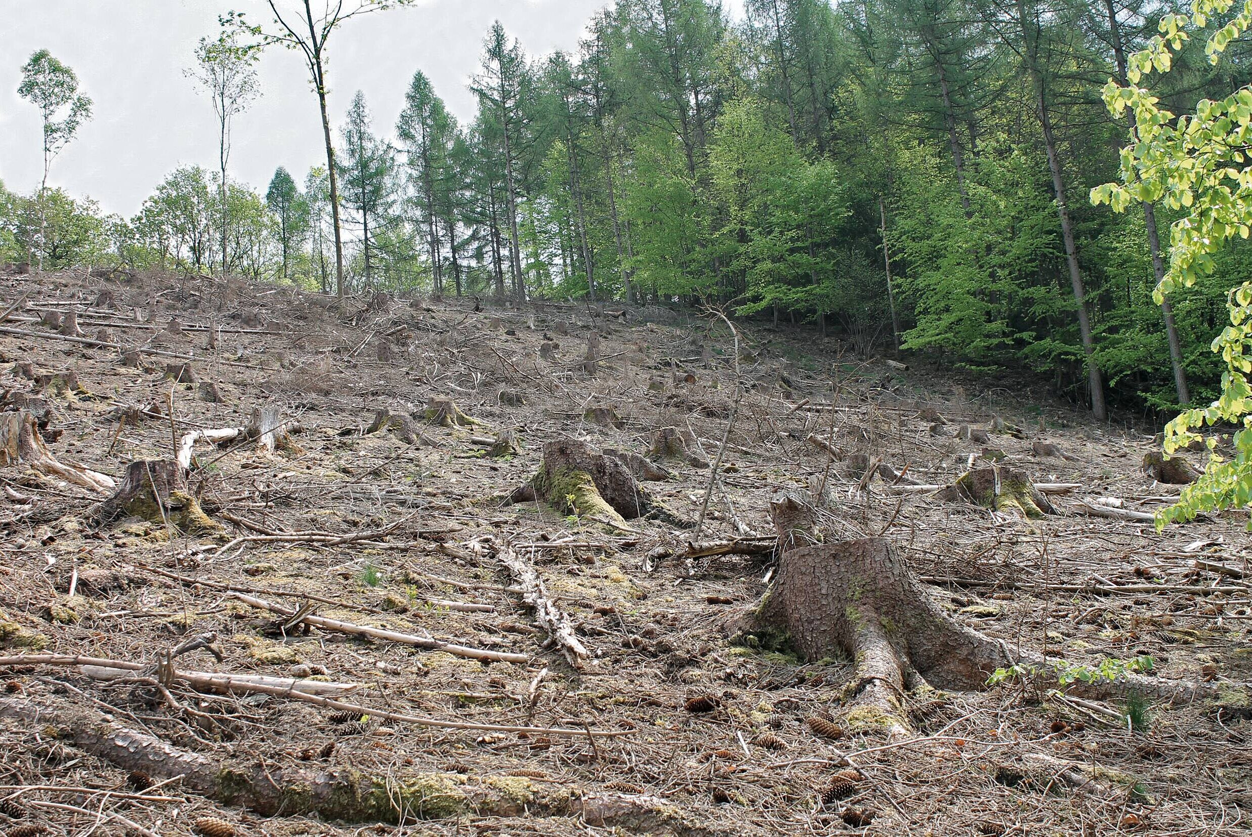 WeberHaus übergibt Spende für Waldaufforstung 