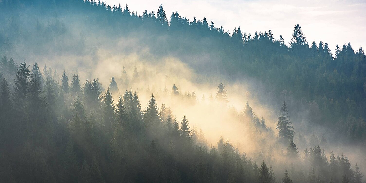 Tannenwald mit Nebel