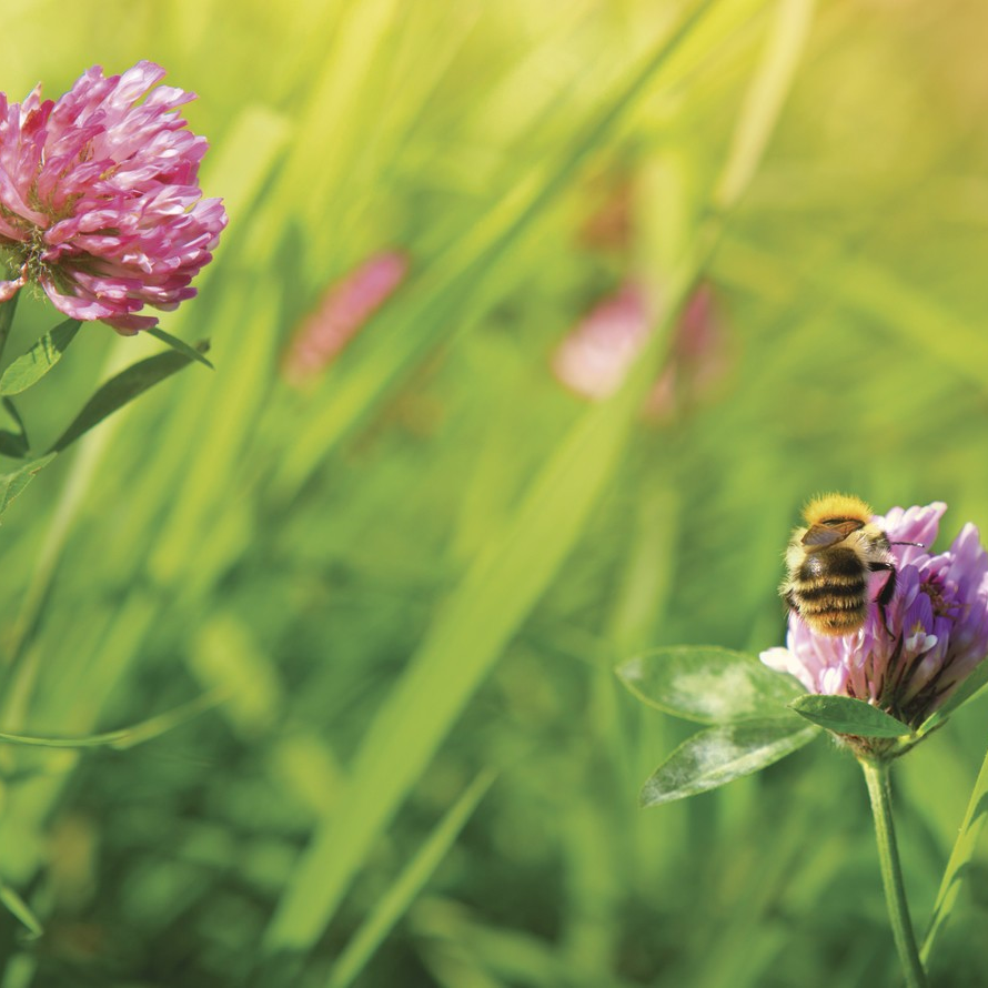 Blühwiese mit Biene, Wildwiese, Blühstreifen, Blumen