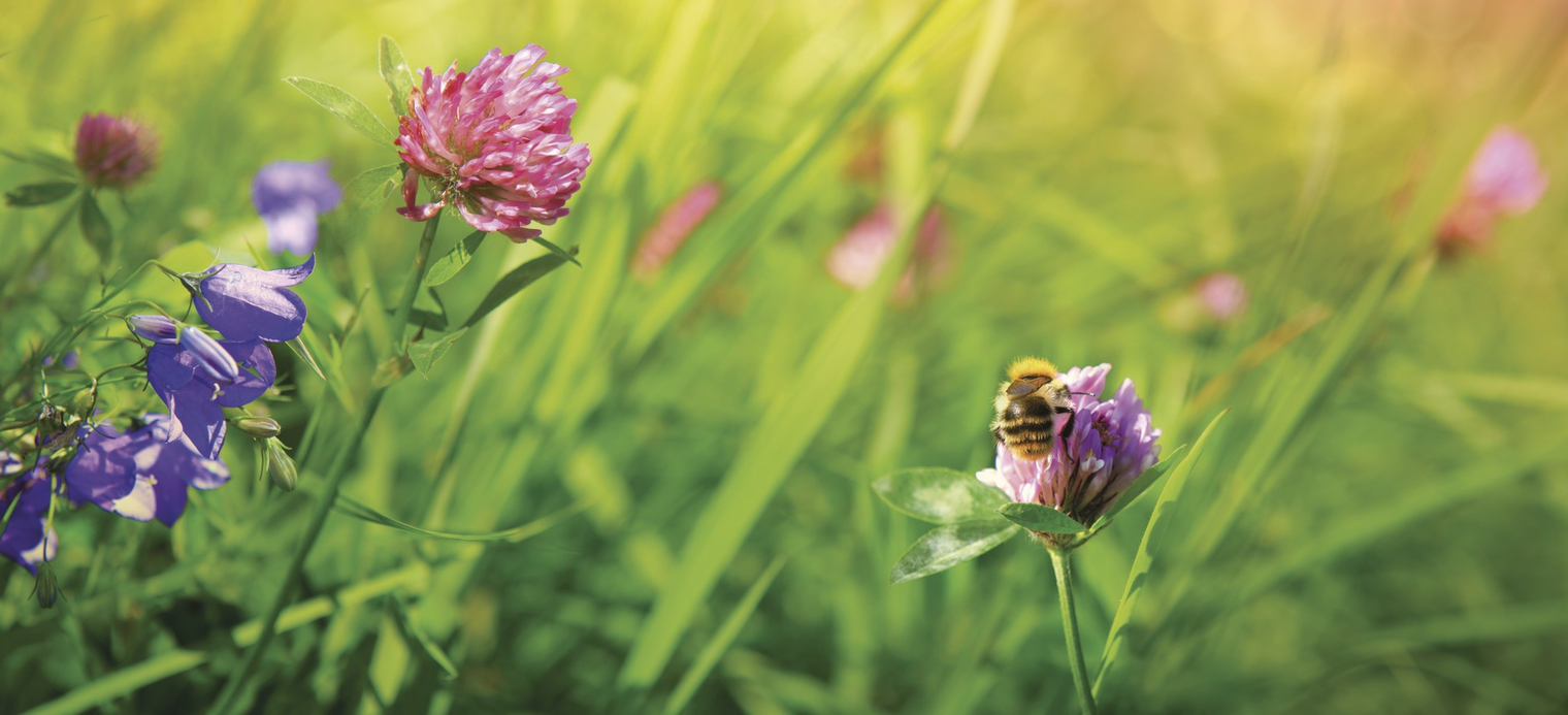 Blühwiese mit Biene, Wildwiese, Blühstreifen, Blumen