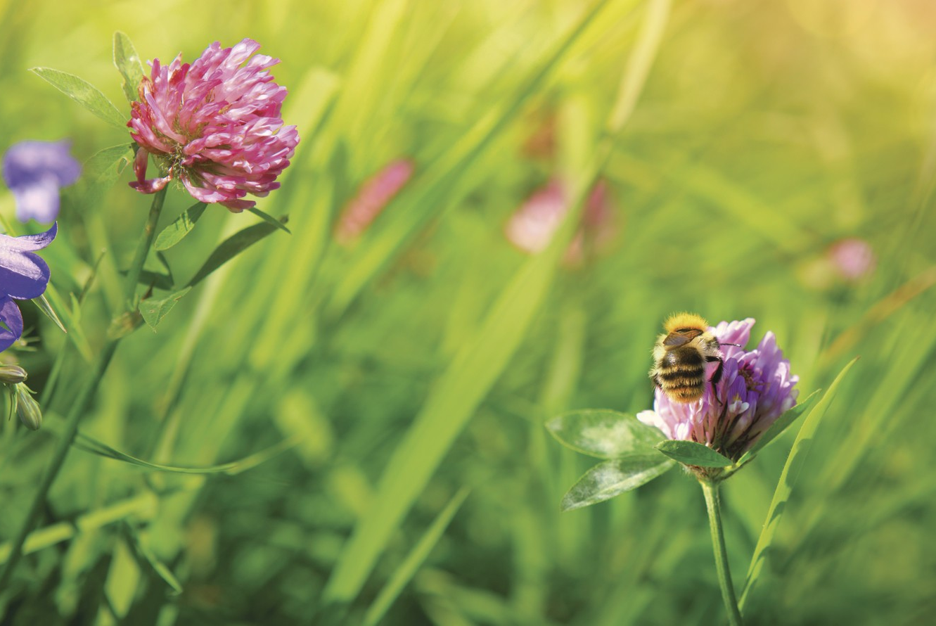 Blühwiese mit Biene, Wildwiese, Blühstreifen, Blumen