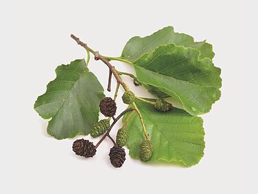 Purpurerle (Alnus spaethii)