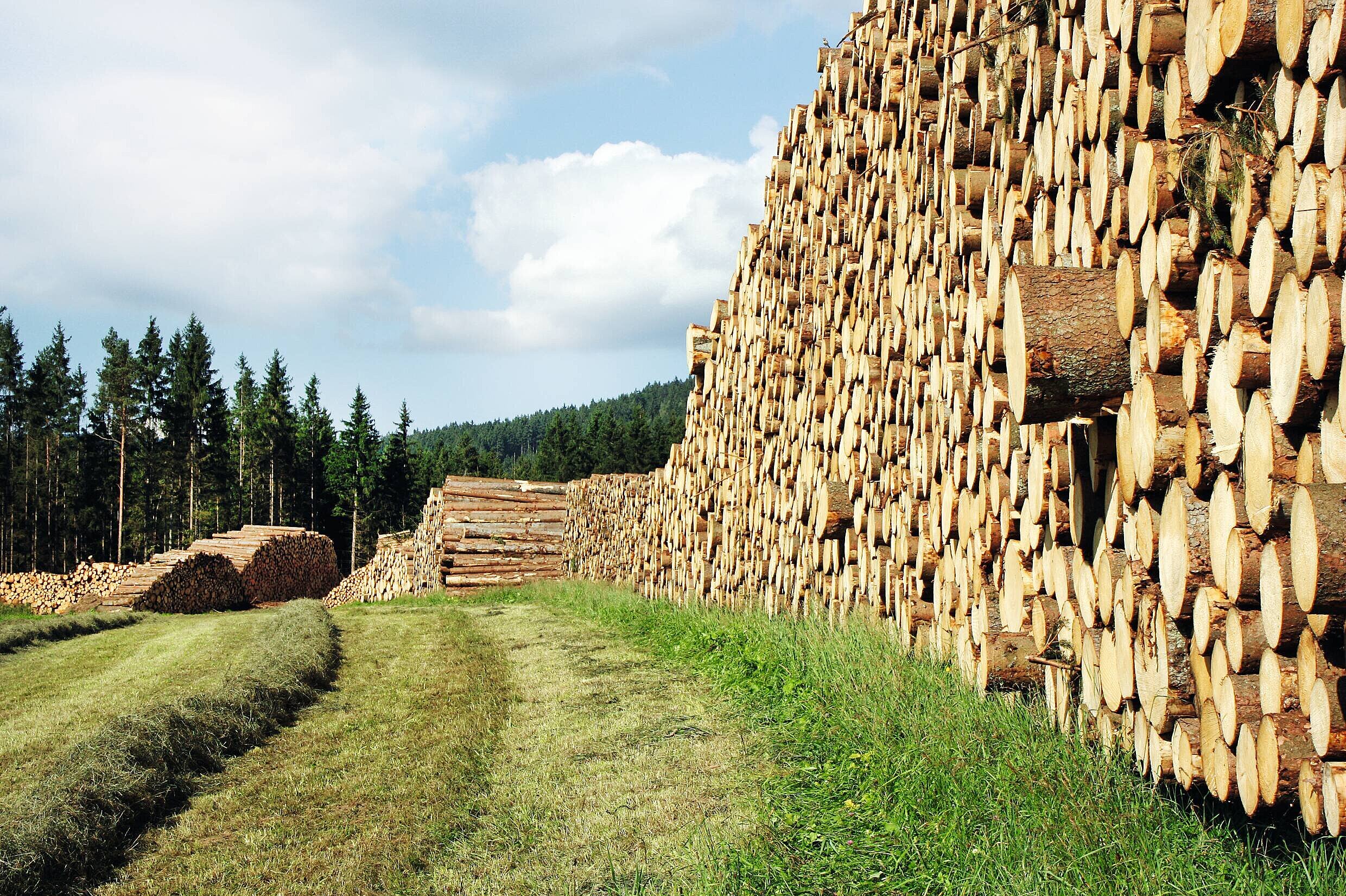 Holzstapel auf einer Wiese