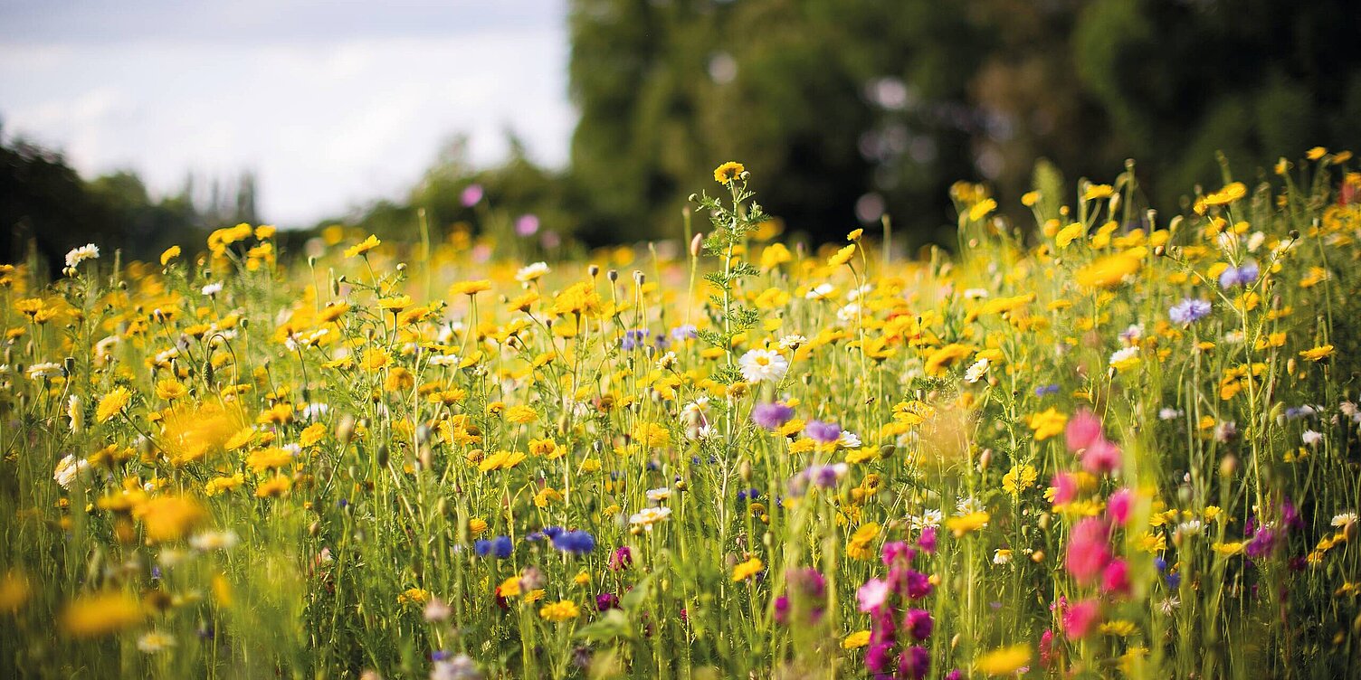 Blumenwiese