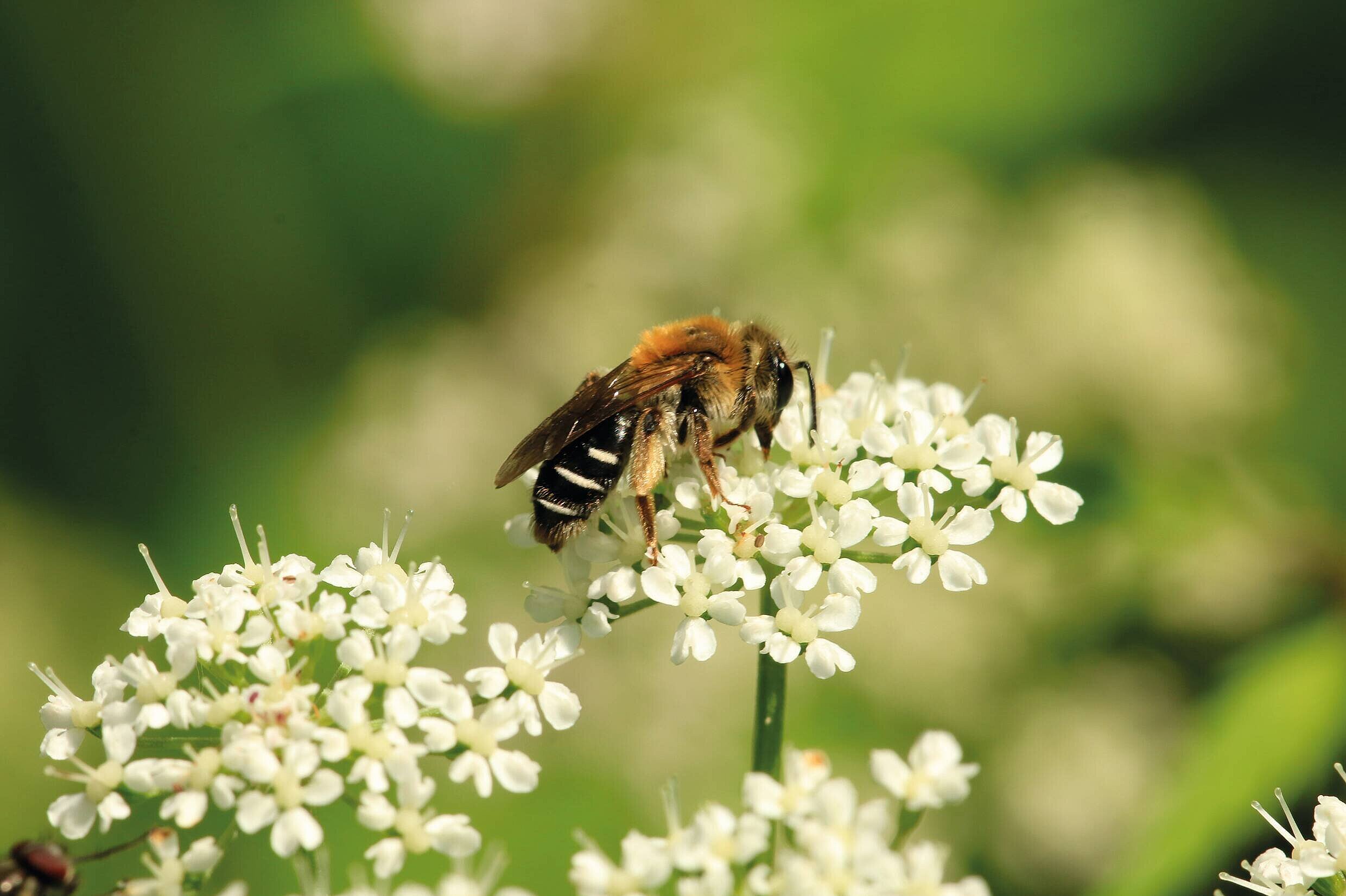 Biene auf einer Blüte Biene auf einer Blüte