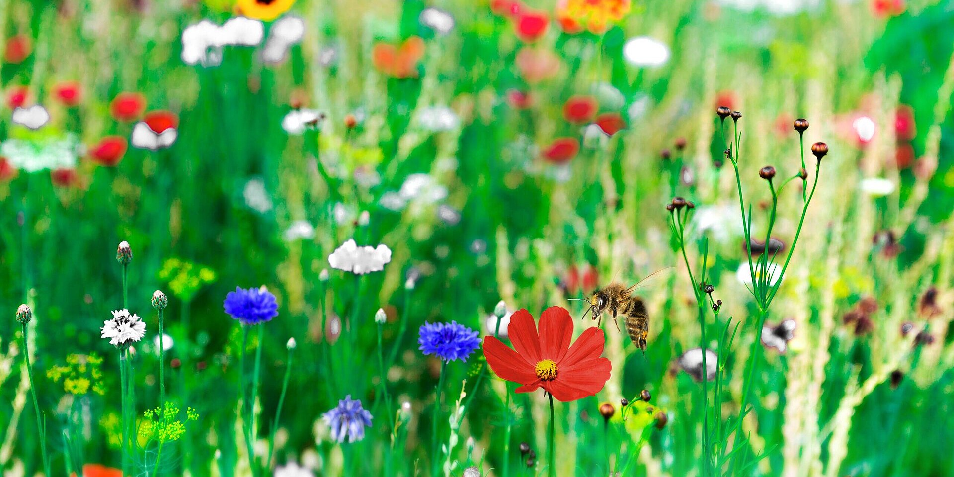 Blumenwiese mit Blüten und einer Biene