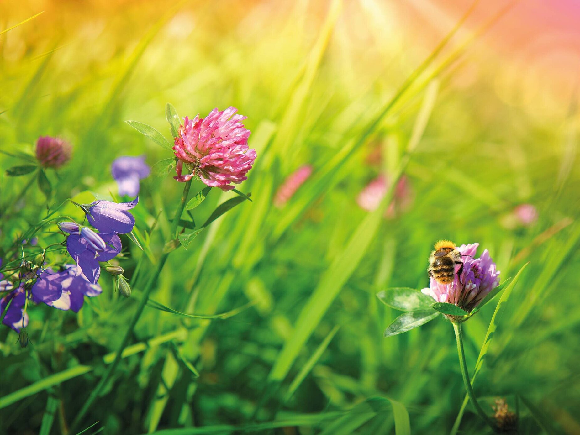 Blumenwiese