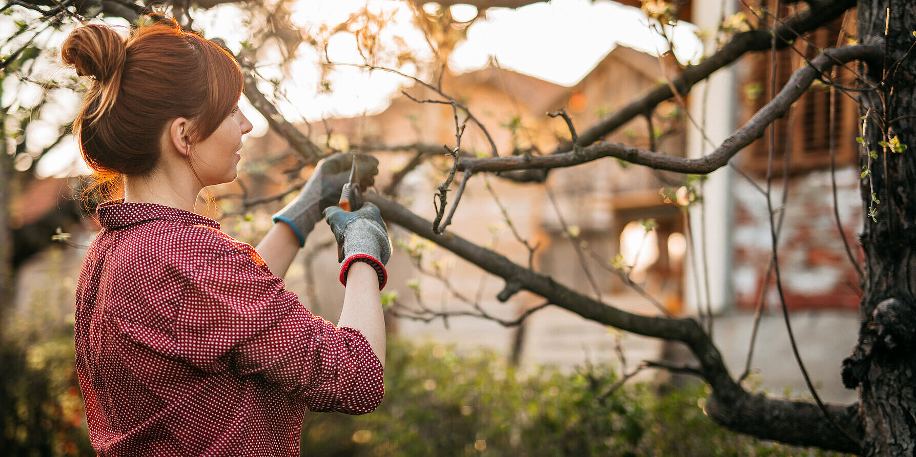 Baumbeschnitt Frau beschneidet Äste eines Baumes