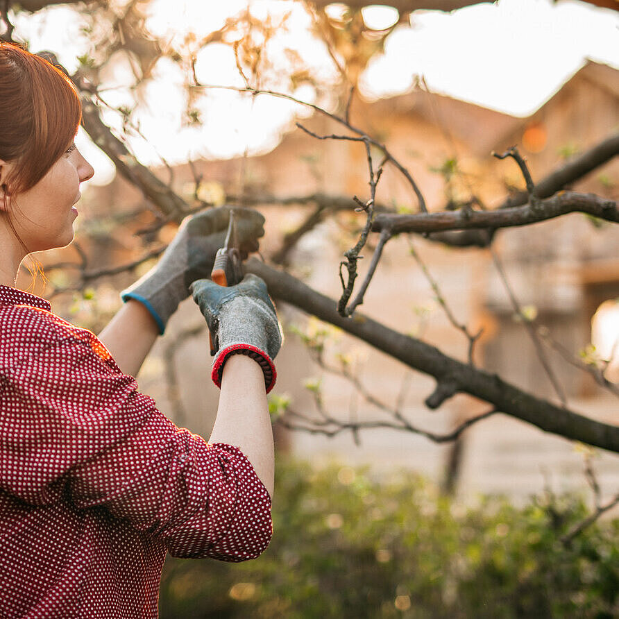 Frau beschneidet Äste eines Baumes