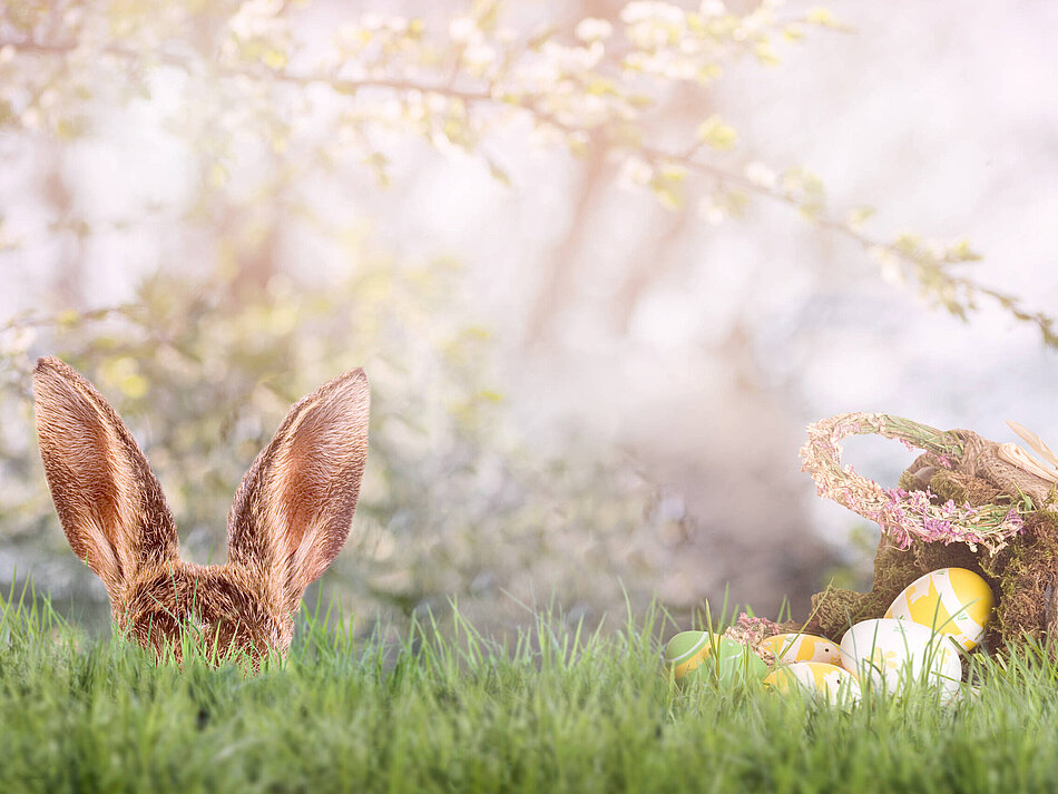 Osterhase versteckt sich hinter Grashalmen mit Osterkorb und Ostereiern